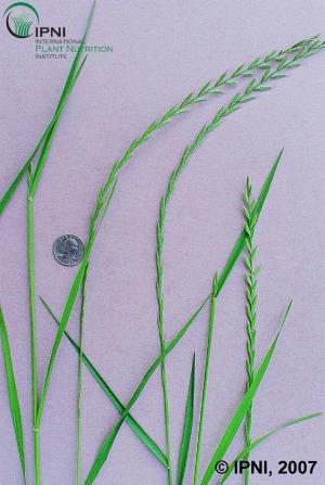 perennial ryegrass characteristics